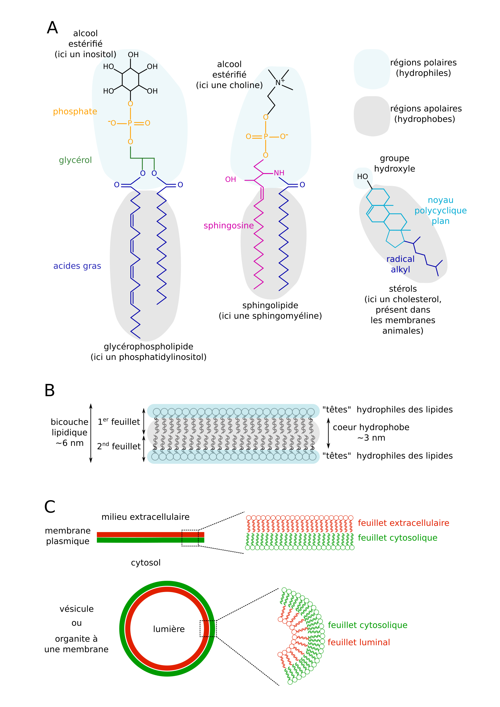 Les Membranes Biologiques : Des Structures Dynamiques | Planet-Vie